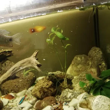 Casa Mia Bed & Breakfast Alghero